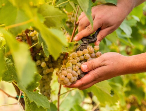 VitiGEOSS smart platform drives sustainability in vineyard management